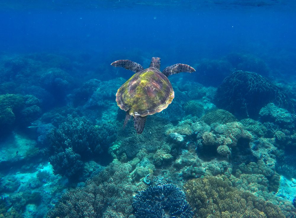 Sea turtle and coral reef. Green turtle swimming in deep blue sea.
